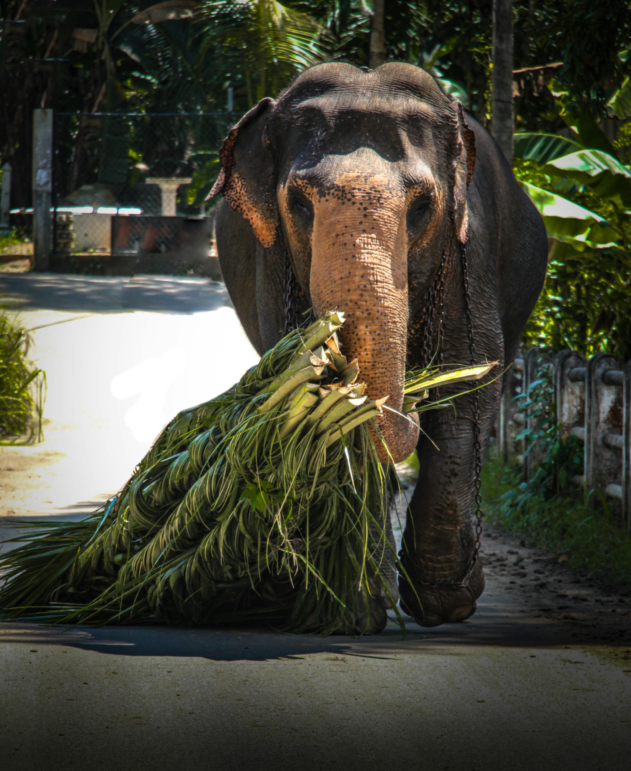 Asian elephant on a sunny day in Sri Lanka, carrying palm branches in its trunk.