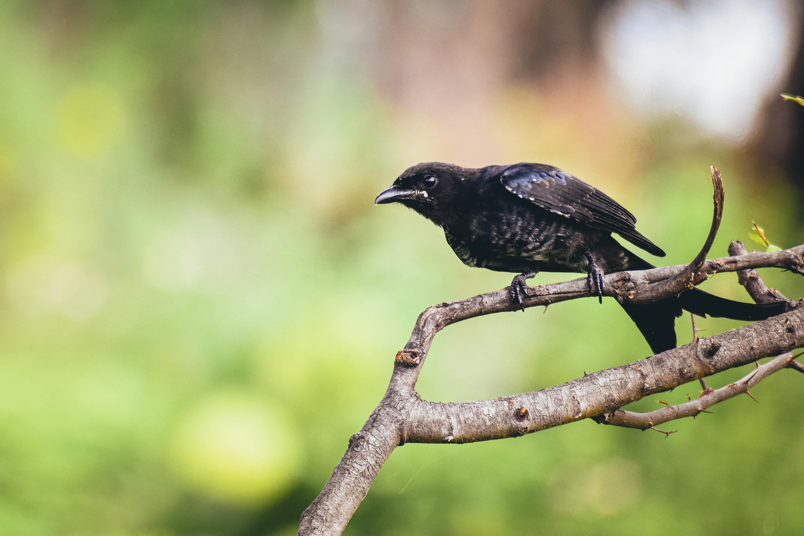 A Black Drongo (Dicrurus macrocercus) perched on a tree branch in lush greenery.